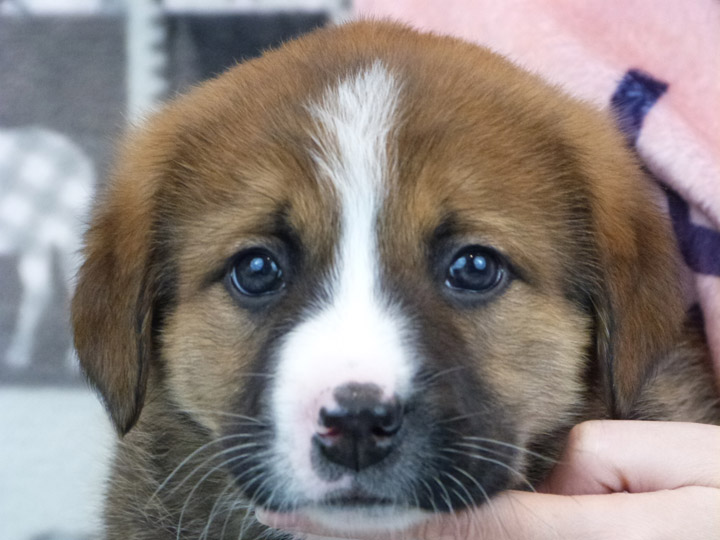 chinook puppy